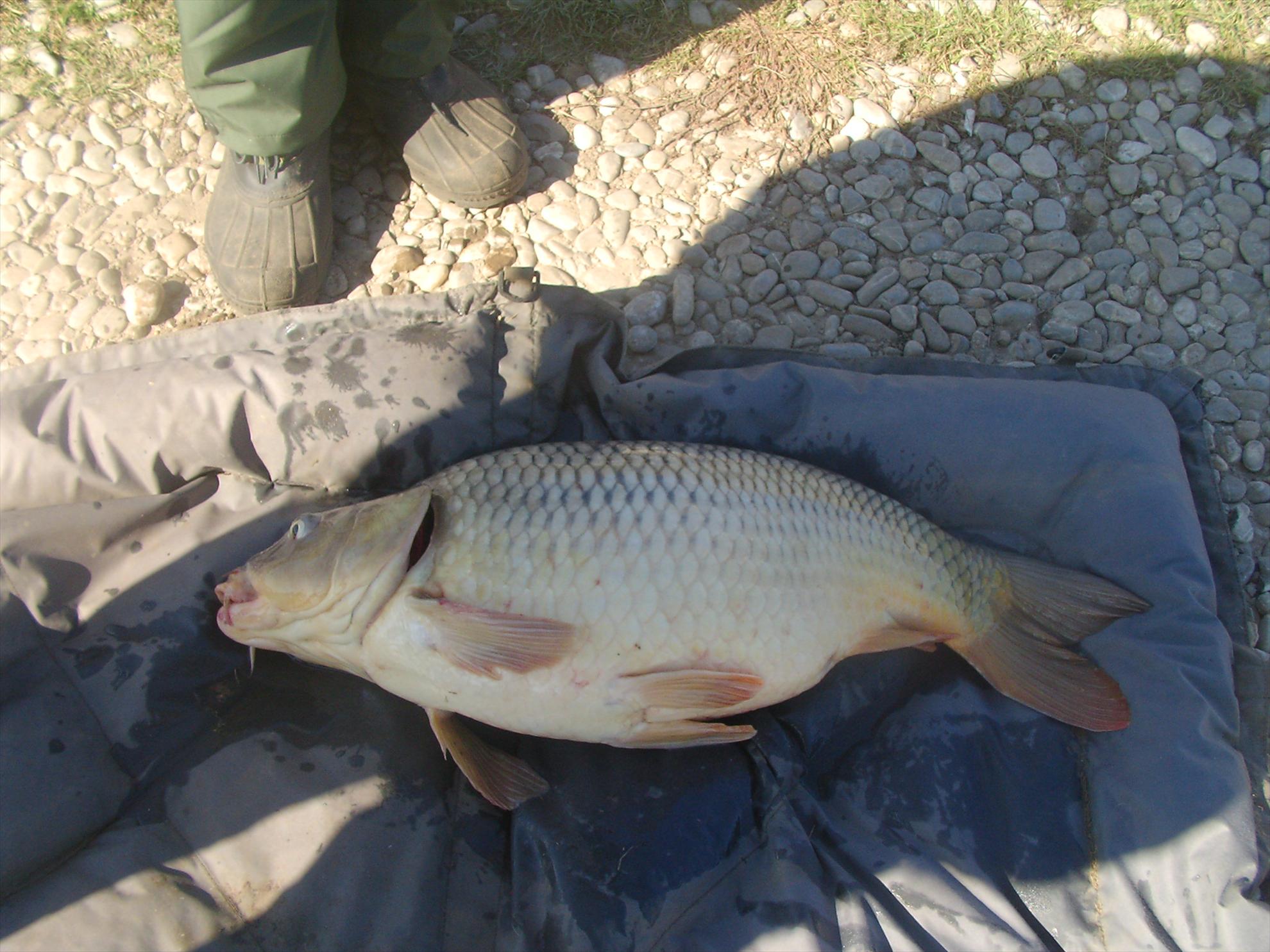 Moara Vlasiei - Martie 2013 - sany0791.JPG